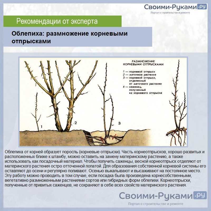 Облепиха — уникальная ягода. посадка, выращивание, размножение. фото — ботаничка