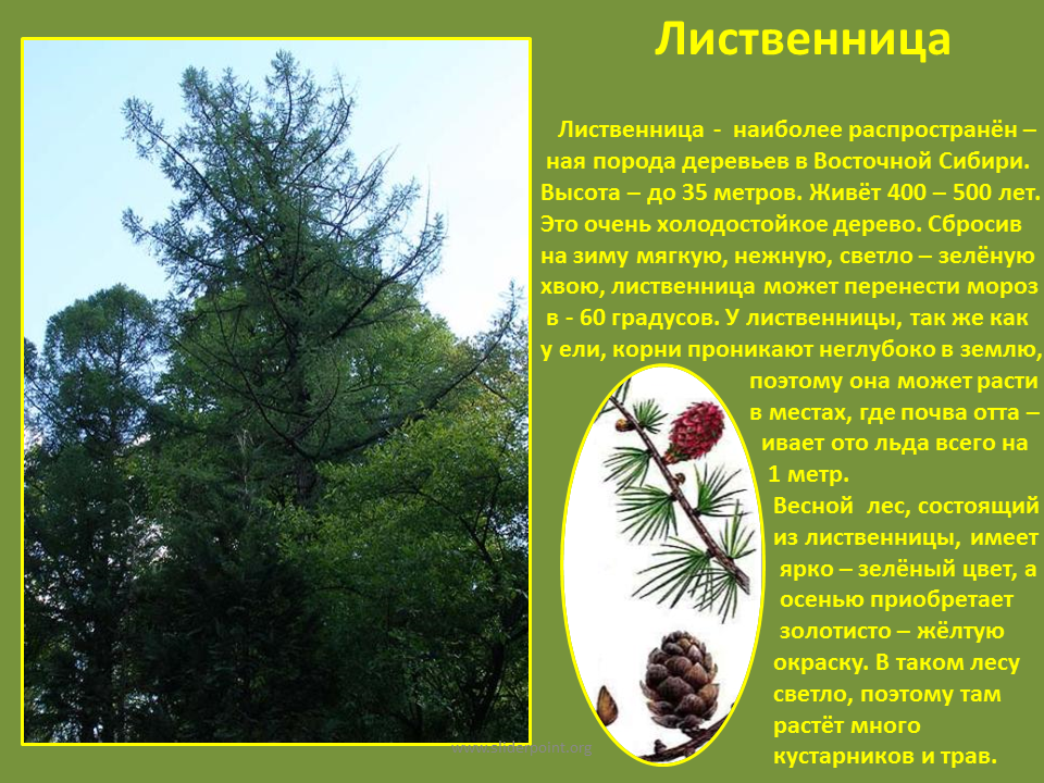 Лиственница: описание и виды