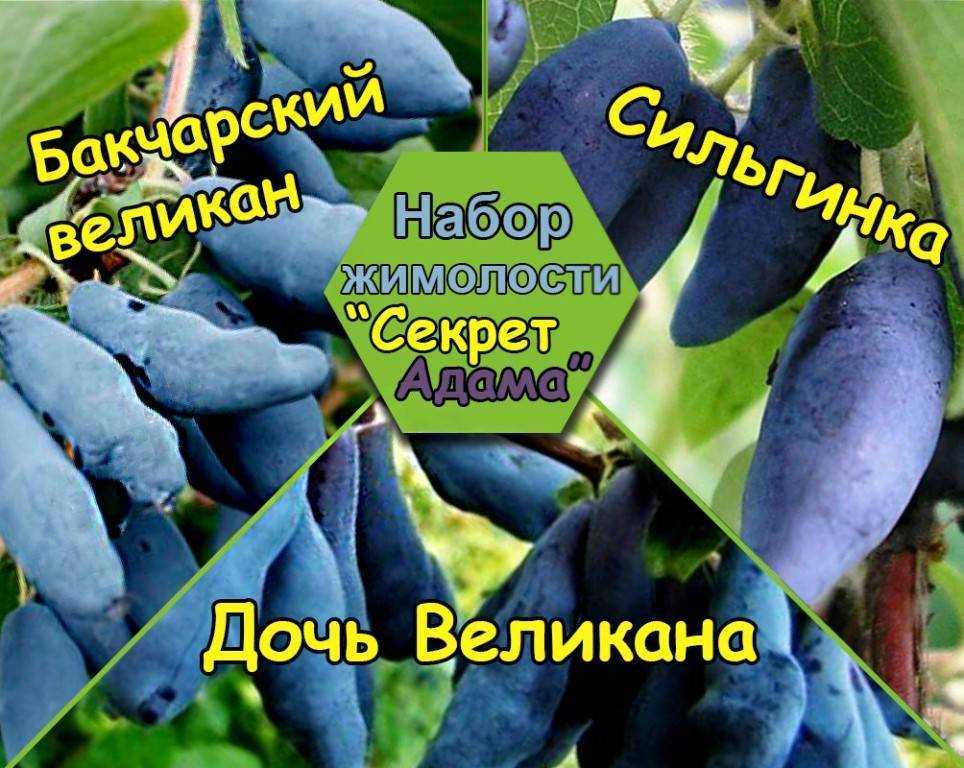 Жимолость съедобная из семян. сорта "бакчарский великан", "дочь великана" и "югана"