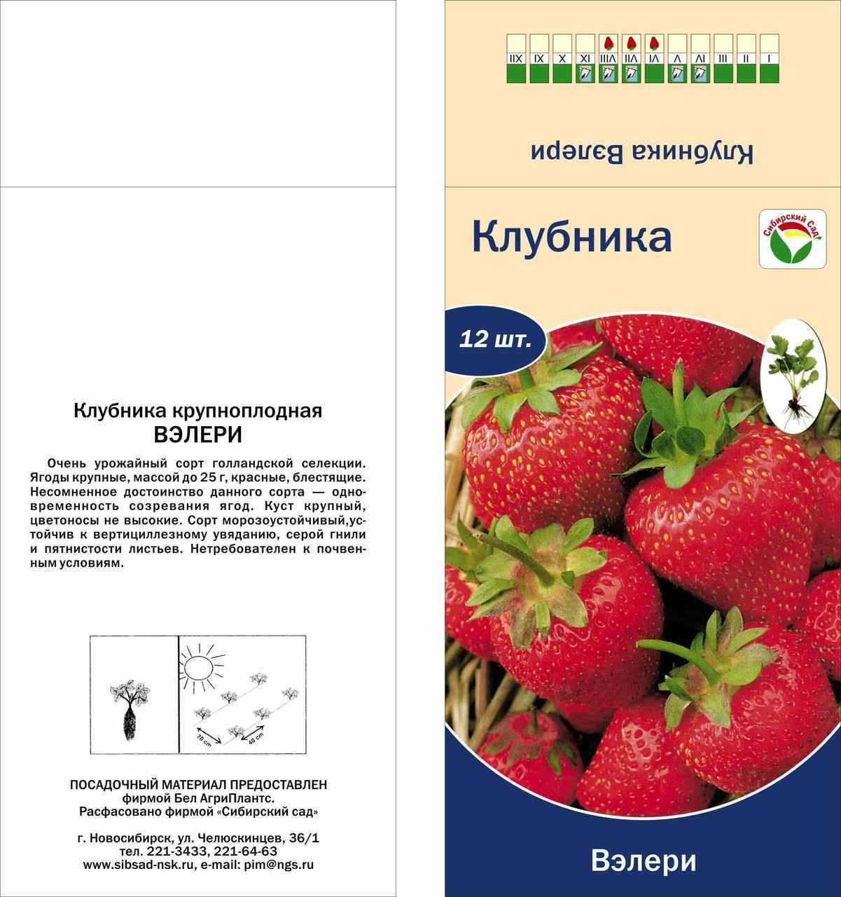 Выращивание клубники в открытом грунте: советы по посадке и уходу за клубникой