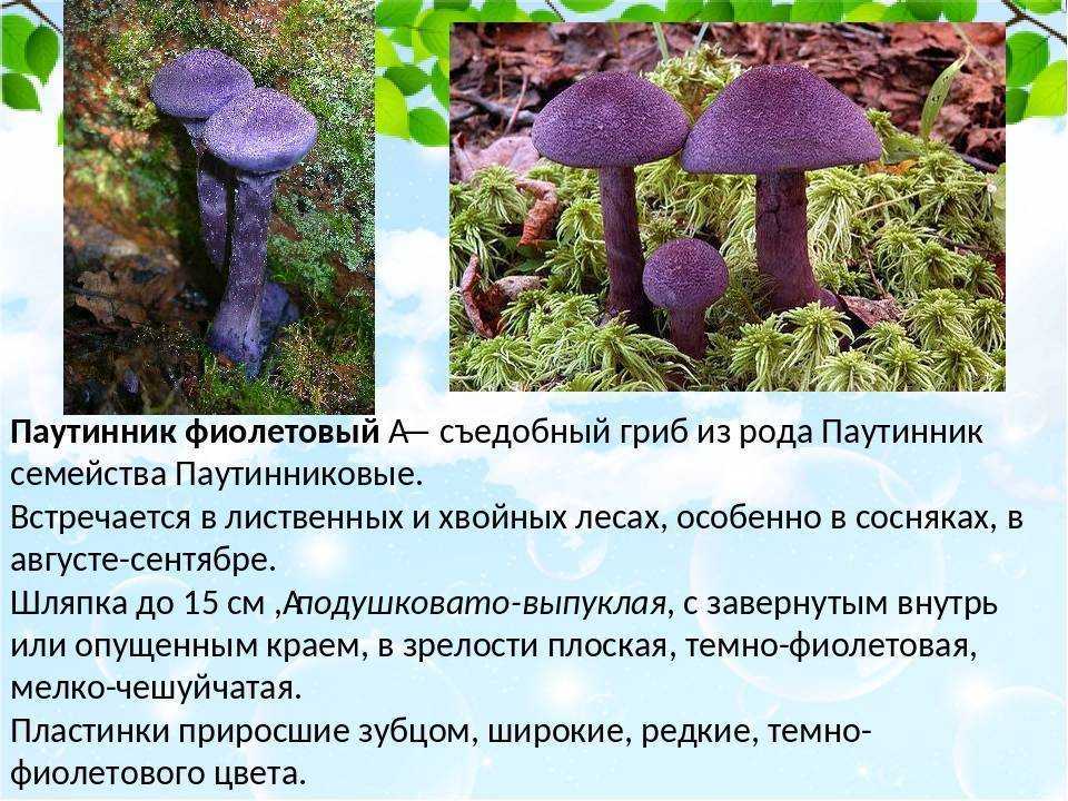 Гриб фиолетовая рядовка: описание, съедобность, схожие виды  с фото