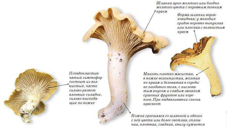 Говорушки – особенности грибов, их разновидности и где растут?
