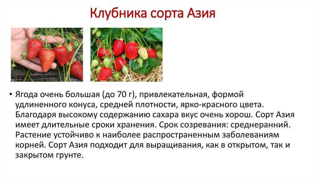 Особенности посадки и ухода за клубникой сорта медовая