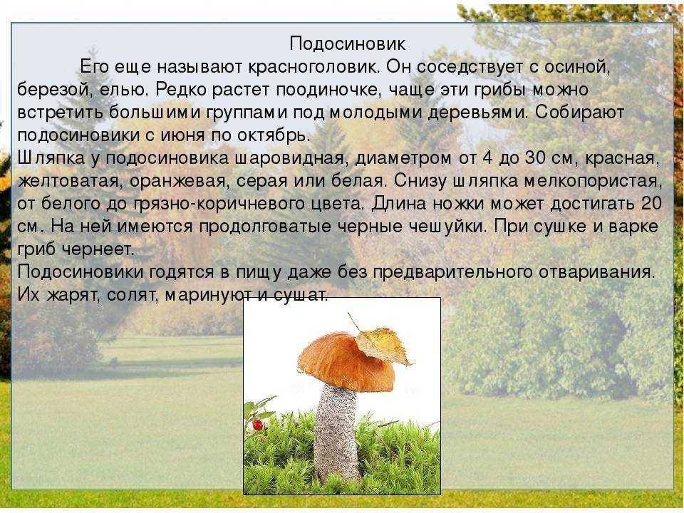 Дача и огород