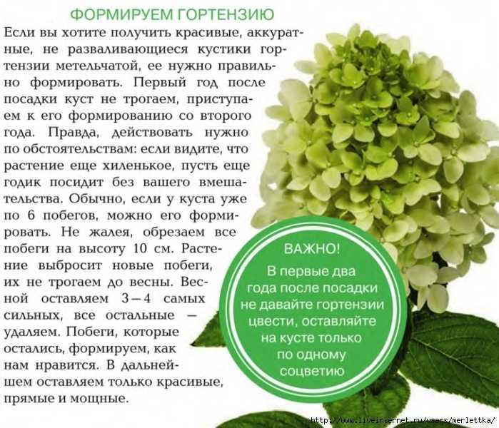 Как сохранить гортензию в горшке до весны