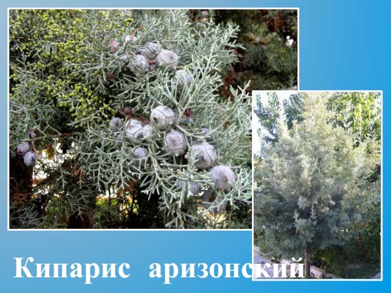 Как вырастить кипарис из семян в домашних условиях фото