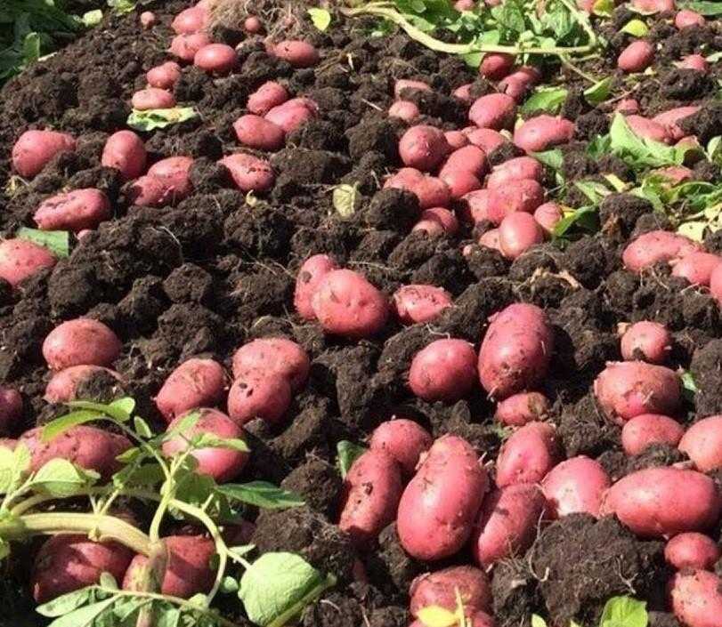 Картофель сорта маяк: описание и характеристика сорта, урожайность и выращивание, фото, отзывы