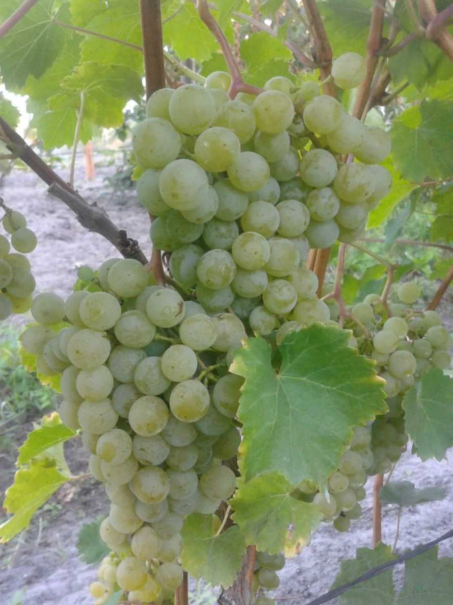 Виноград цитронный магарача - мир винограда - сайт для виноградарей и виноделов