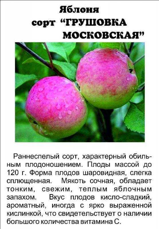 Описание сорта яблони розовый жемчуг: фото яблок, важные характеристики, урожайность с дерева