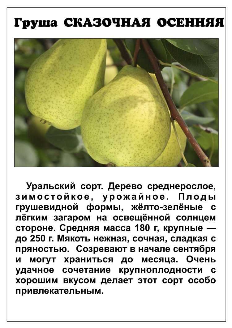 Груша велеса: описание сорта, посадка, уход, опылители
