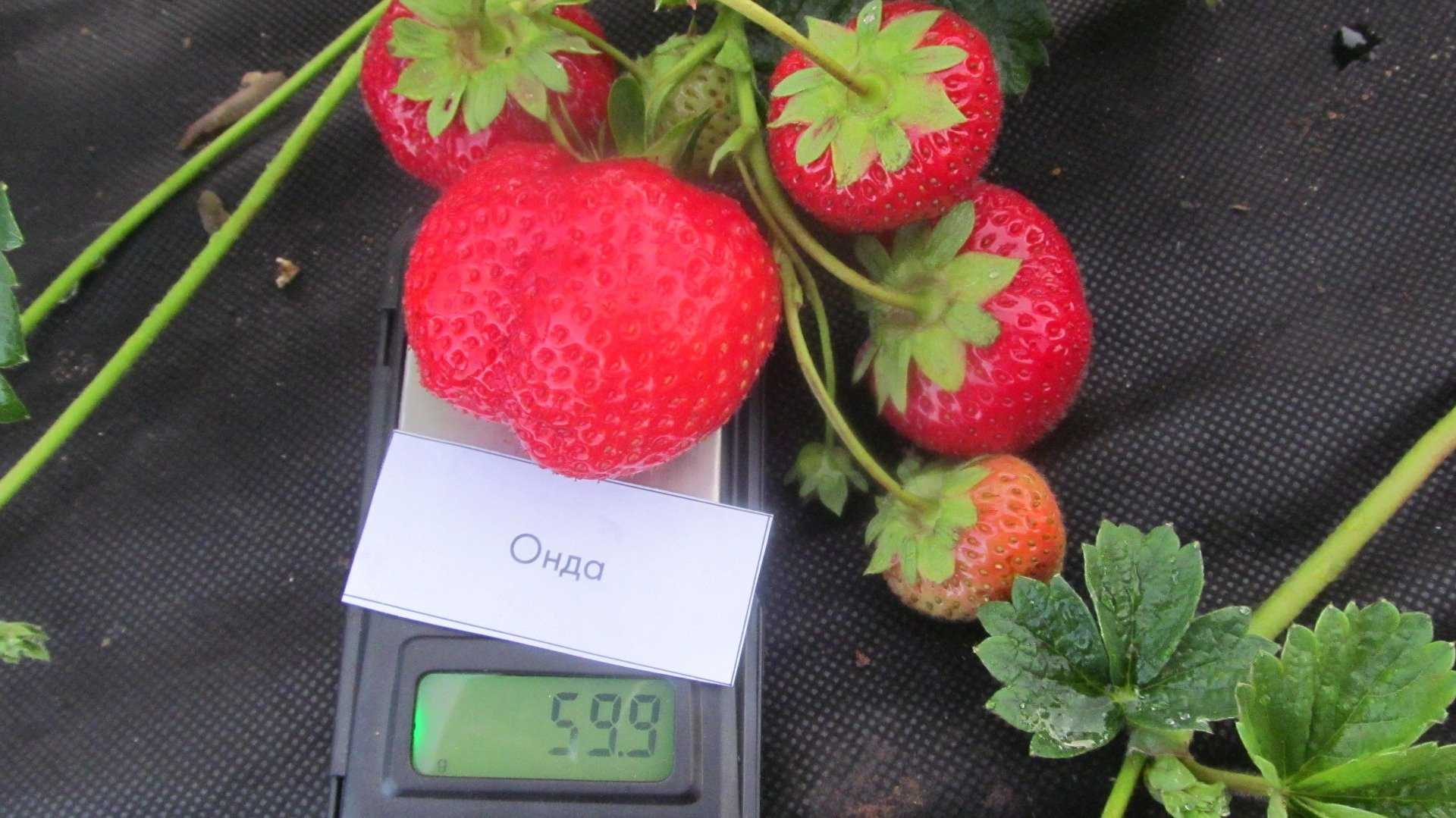 35 лучших сладких сортов клубники 2023 с фото и описанием - онлайн урожай