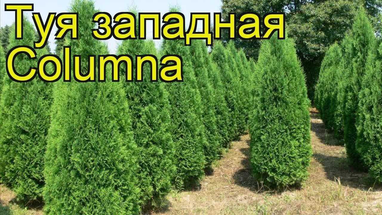 Колумна туя: западная, колоновидная, описание, фото в ландшафтном дизайне, посадка и уход, как сажать, ухаживать, размножать
