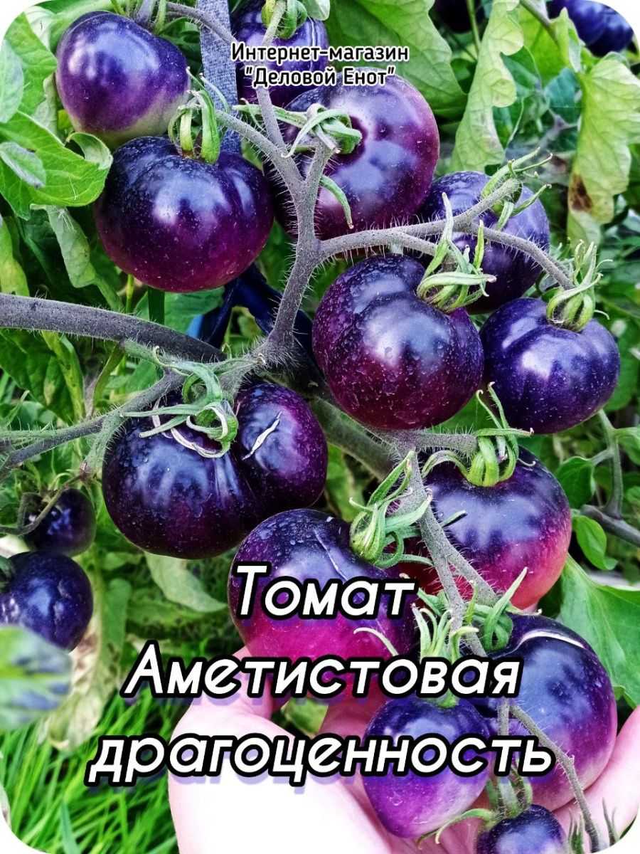 Томаты аметистовая драгоценность. описание сорта, фото, отзывы