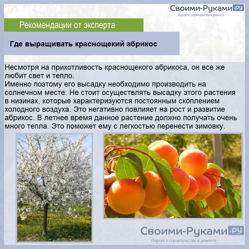 Абрикос хабаровский: описание сорта фото отзывы морозостойкость