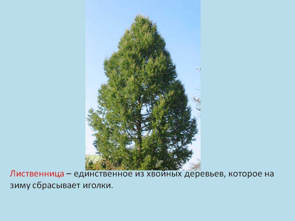 Шютте хвойных пород: лечение и меры борьбы