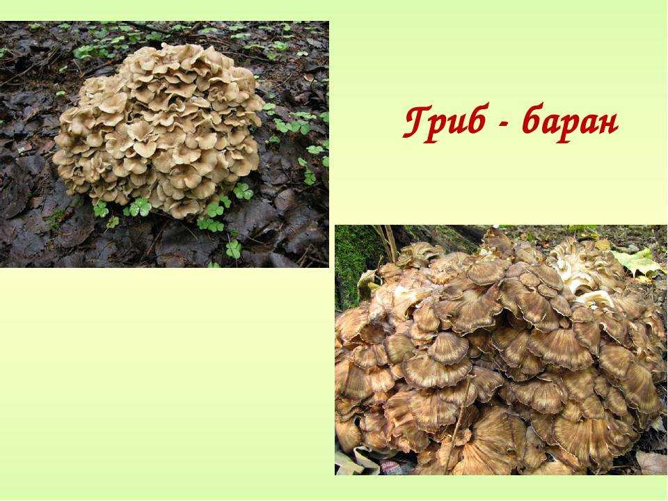 Как выглядит и где растет гриб баран, описание, лечебные свойства + фото