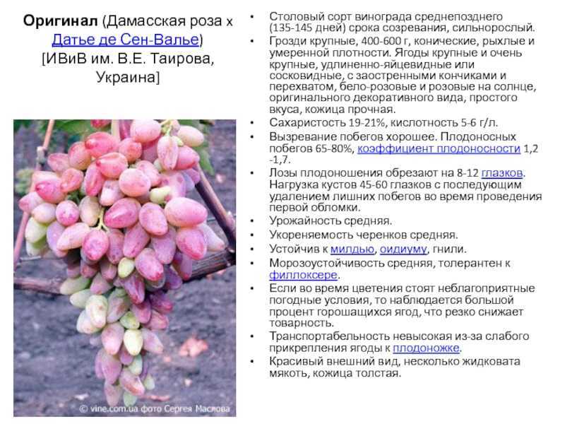 Виноград мускат розовый - уход и использование сорта
