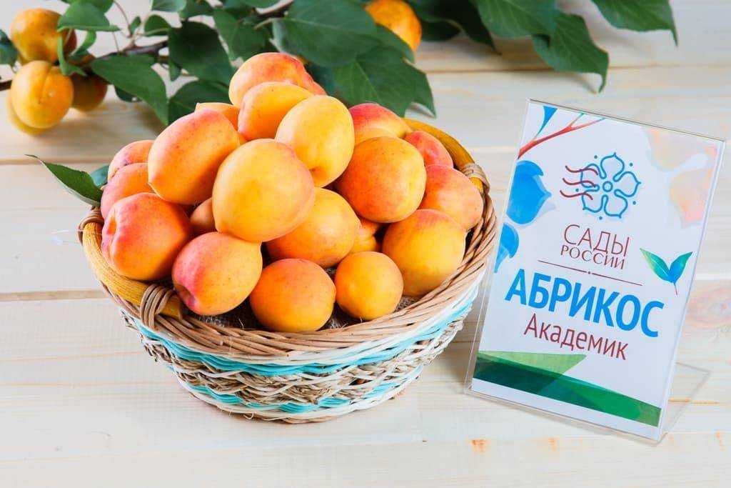 Об абрикосе погремок описание и характеристики сорта, посадка, уход