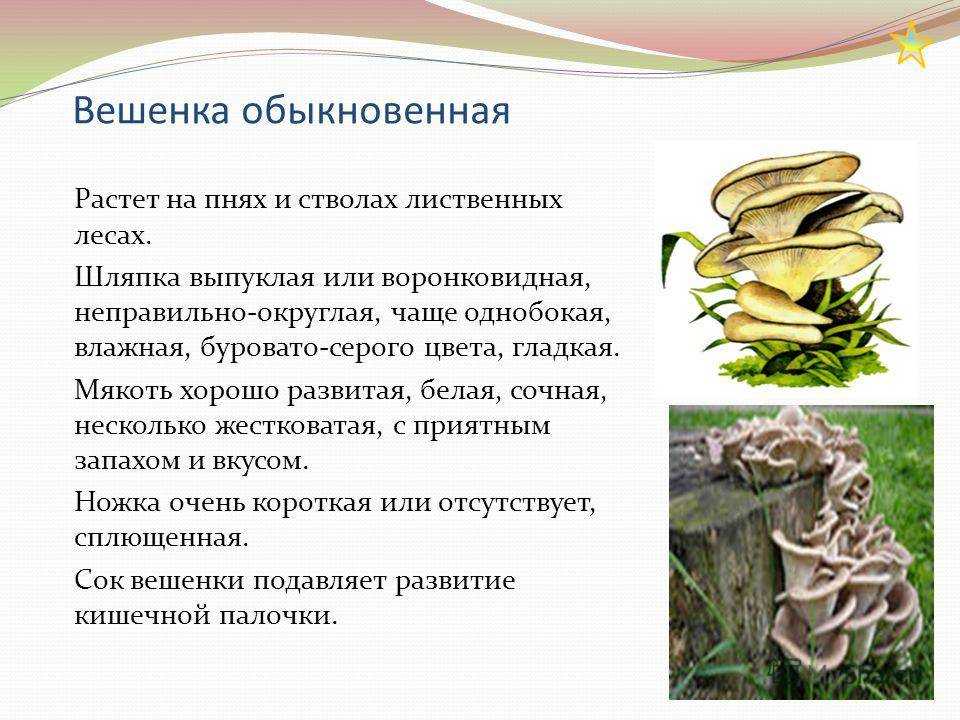 Грибы вешенки