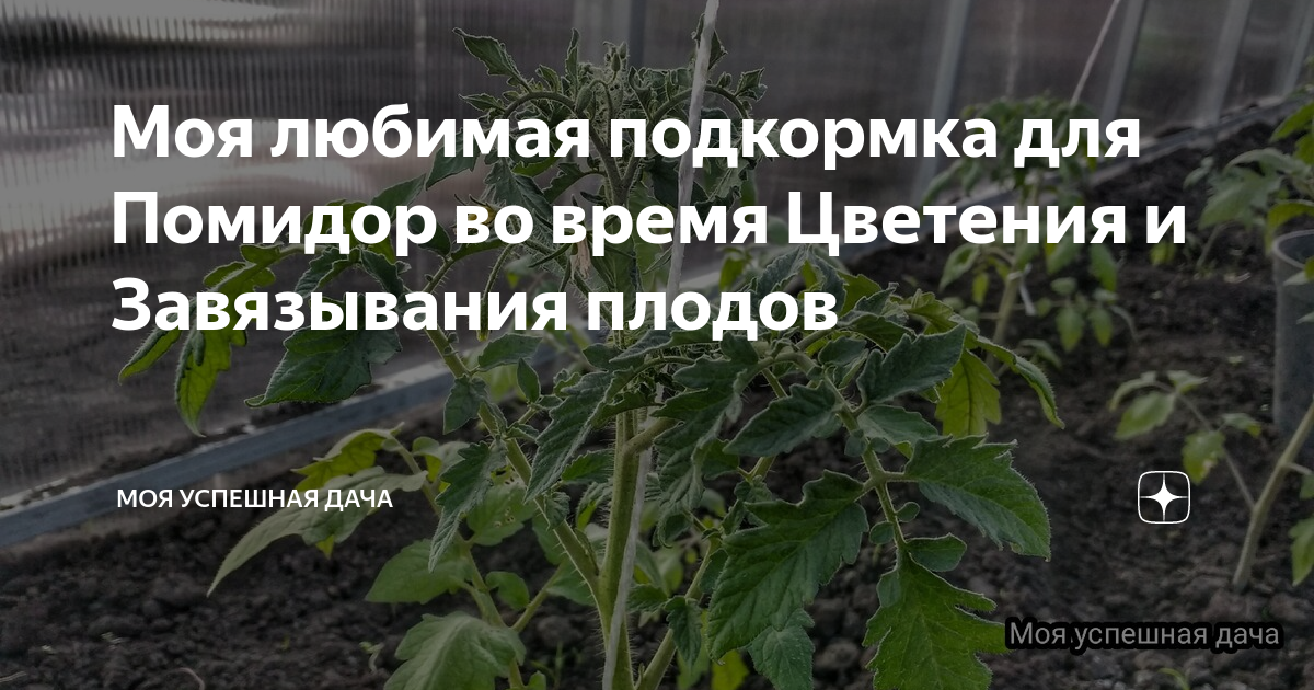 Подкормка томатов: когда и чем подкармливать помидоры во время цветения и плодоношения, как повысить урожайность