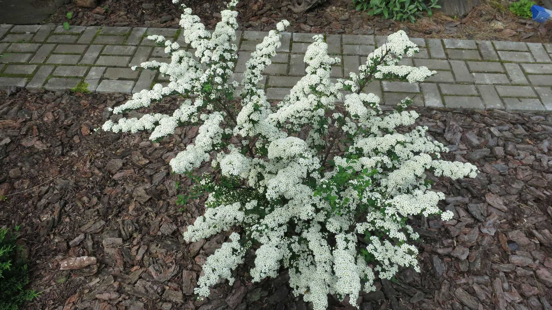 Спирея сноумаунд посадка и уход, spiraea nipponica - сад и цветы