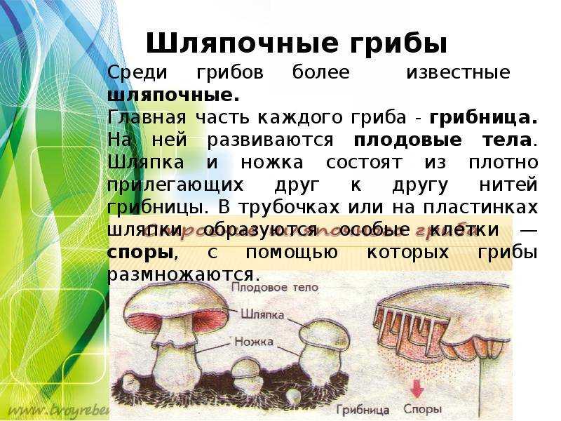 Сохраняем грибы на зиму быстро и без хлопот