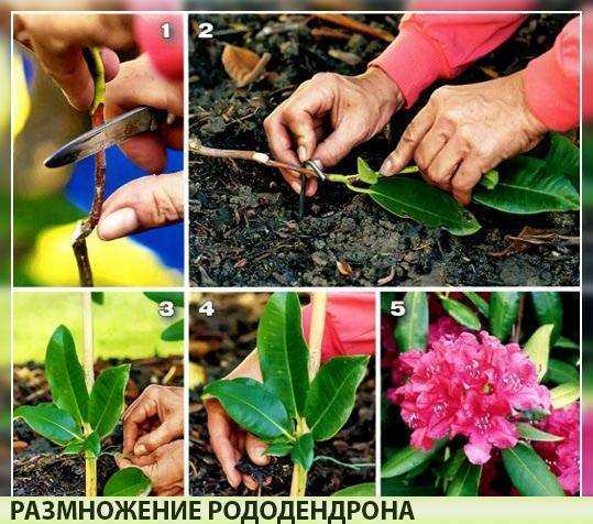 Рододендрон: описание, посадка, уход | (80 фото)