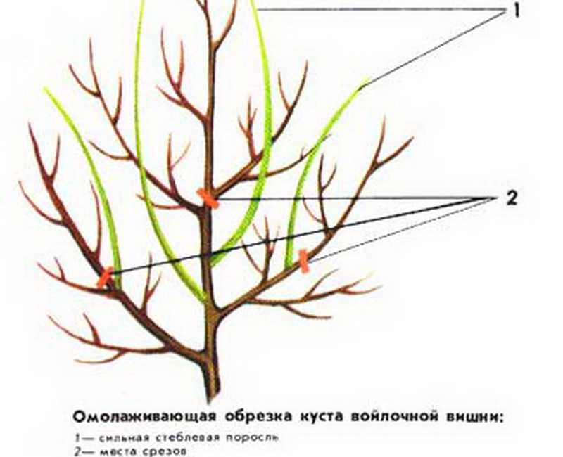 Вишня — правильная посадка, формировка и уход