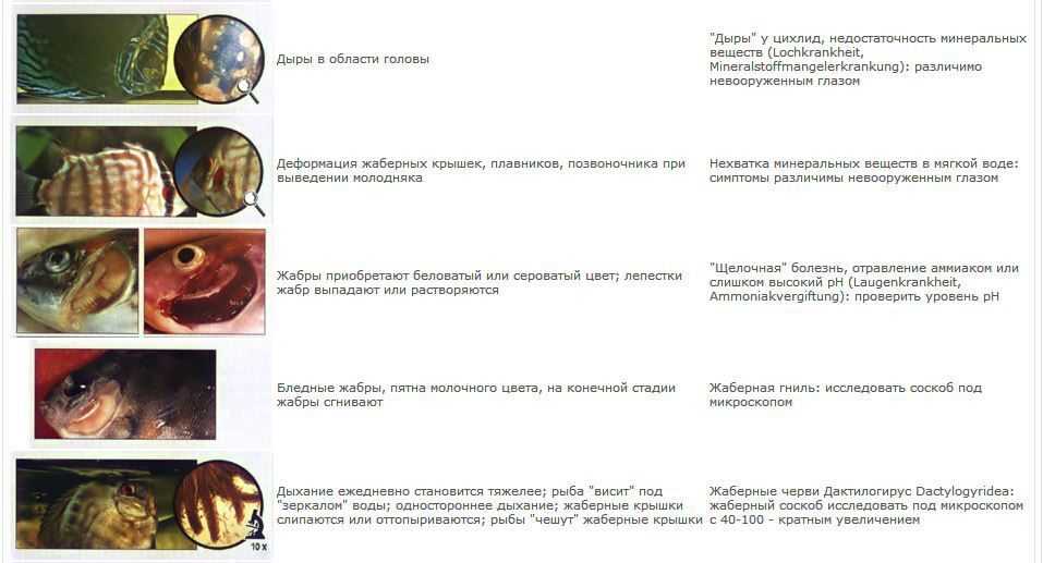 Первая помощь при пищевом отравлении — что делать?