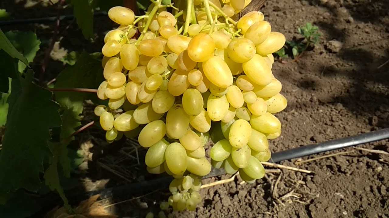 Виноград кишмиш лучистый описание и характеристика сорта, выращивание и уход, отзывы, фото
