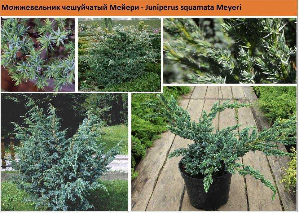 Можжевельник чешуйчатый - сорта холгер, мейери, флореант, блю свид, видео | дача сад огород