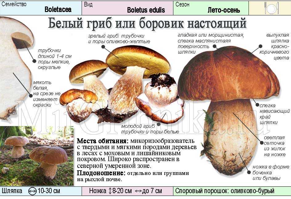 Сыроежки: фото съедобных и несъедобных грибов, как отличить, описание