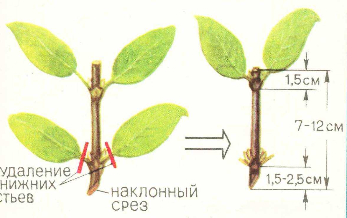 Сорта жимолости на любой вкус