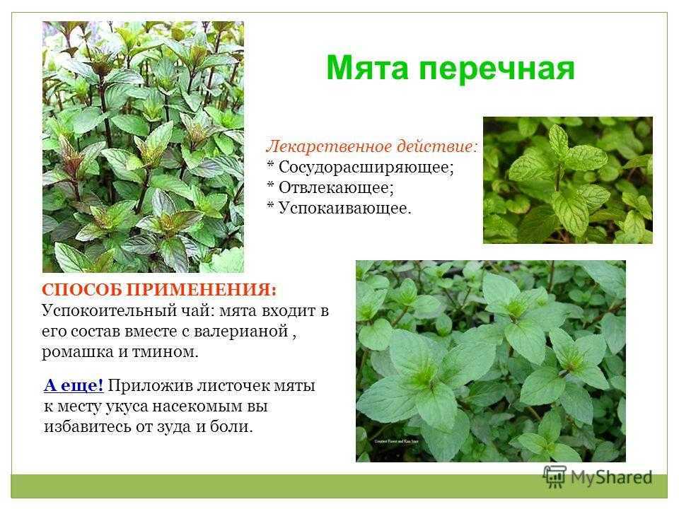 Как пересадить мяту в другое место