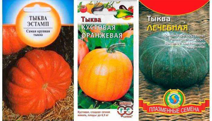 Тыква кустовая - сорта для подмосковья и сибири, описание и отзывы: характеристики растения и плодов по сортам, особенности посадки и ухода