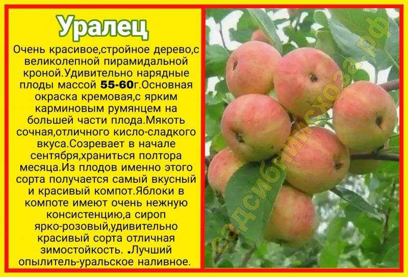 Северный синап яблоня. описание, фото, посадка и уход, морозостойкость, опылители