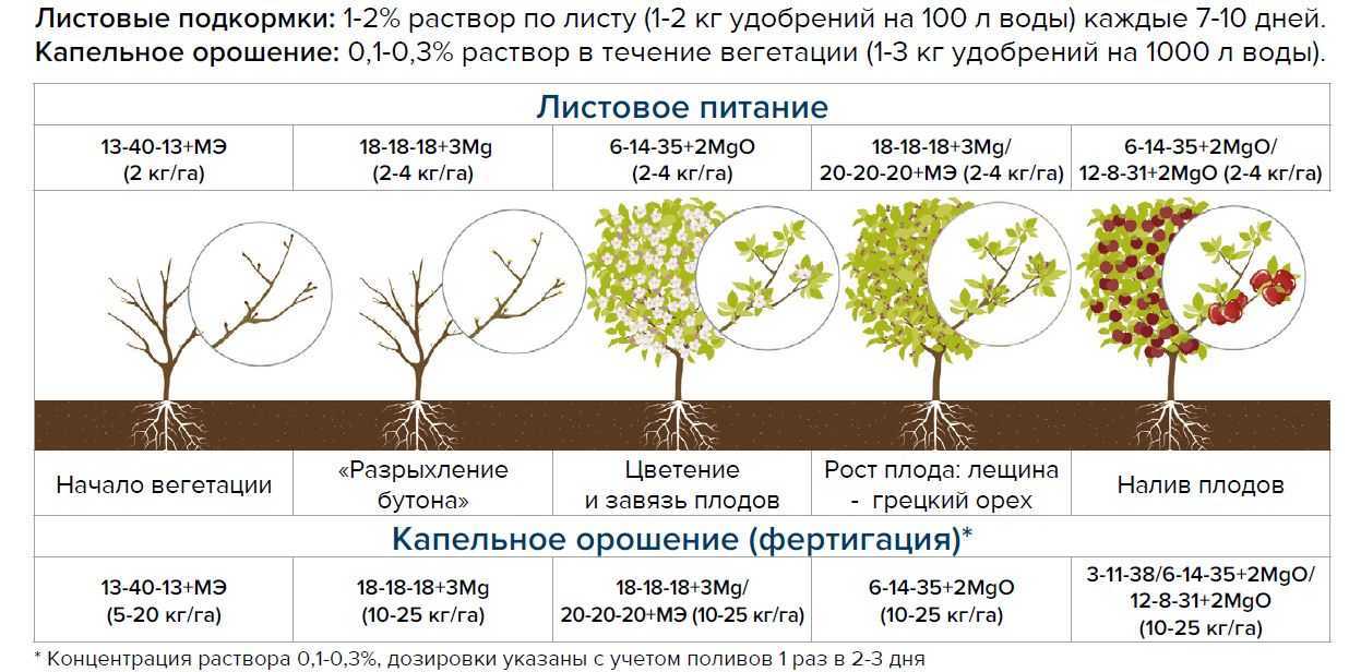 Чем подкормить грецкий орех весной, летом и осенью, как удобрять молодое и взрослое дерево