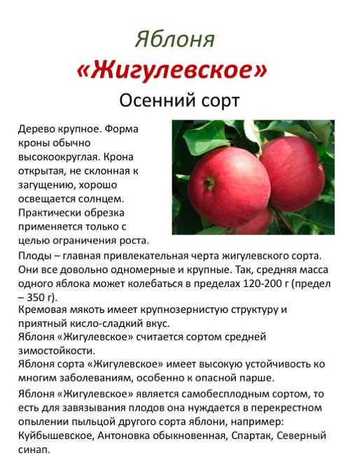Лучшие сорта яблони для подмосковья: низкорослые, зимостойкие и устойчивые к парше