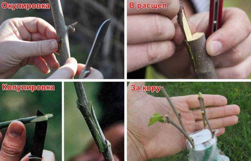 Прививка персика: весной, летом, способы, окулировка, на что можно прививать, видео
