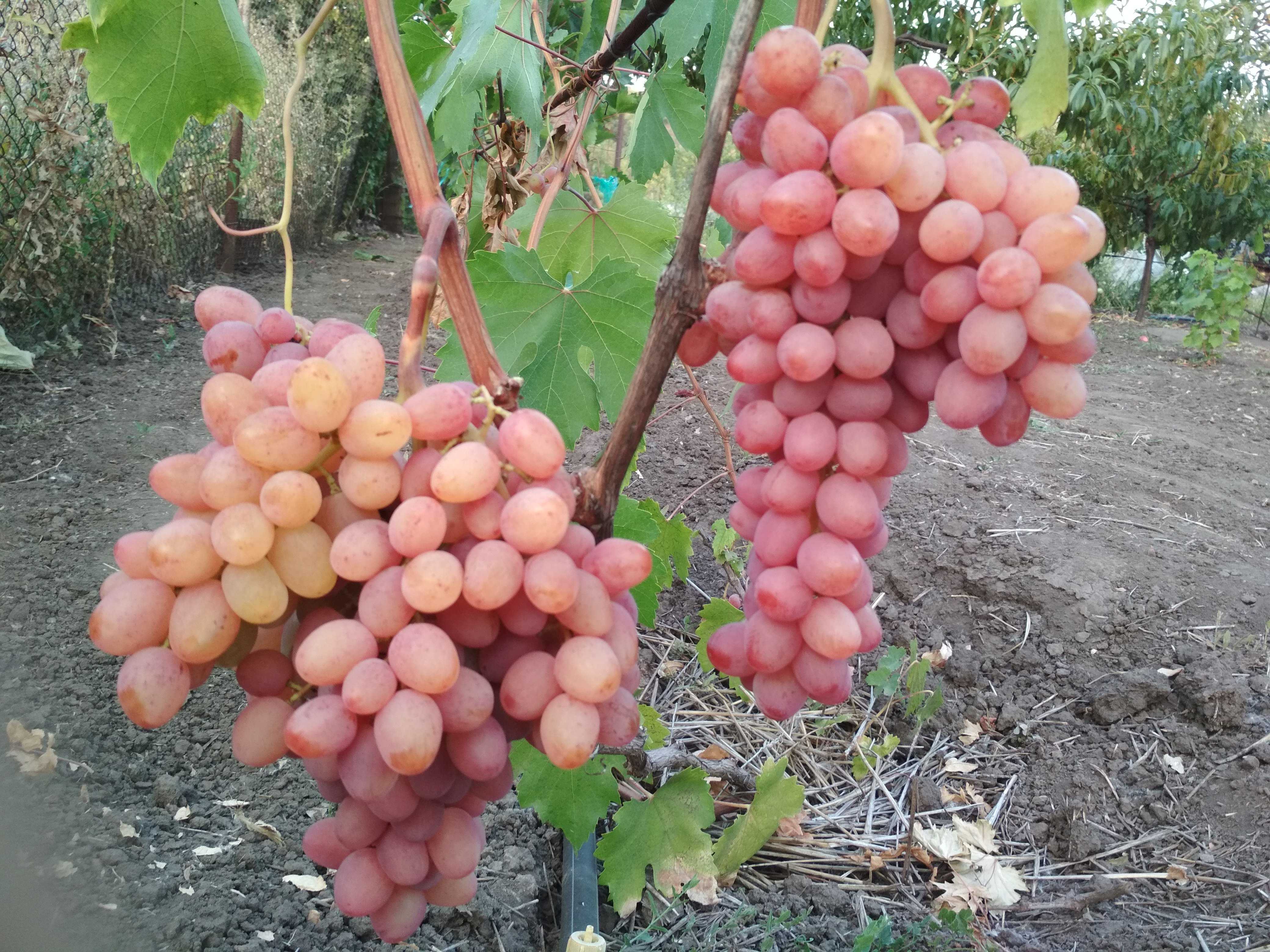Виноград «кишмиш лучистый»: описание сорта, обрезка, отзывы