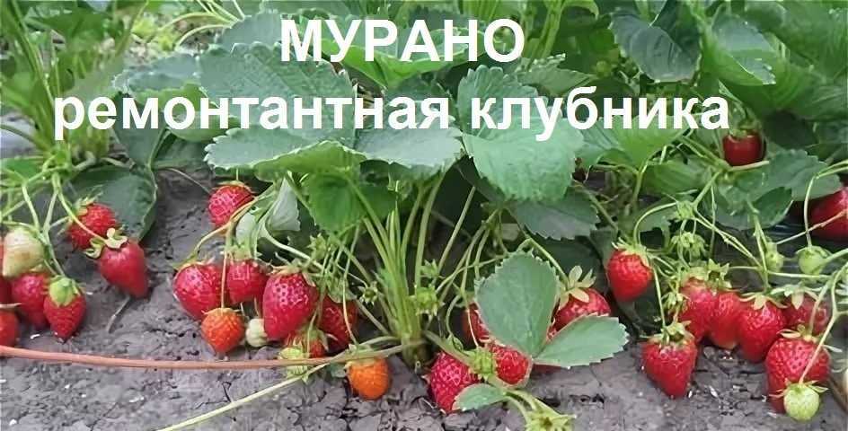 Клубника ирма: описание сорта, фото, отзывы, правила ухода