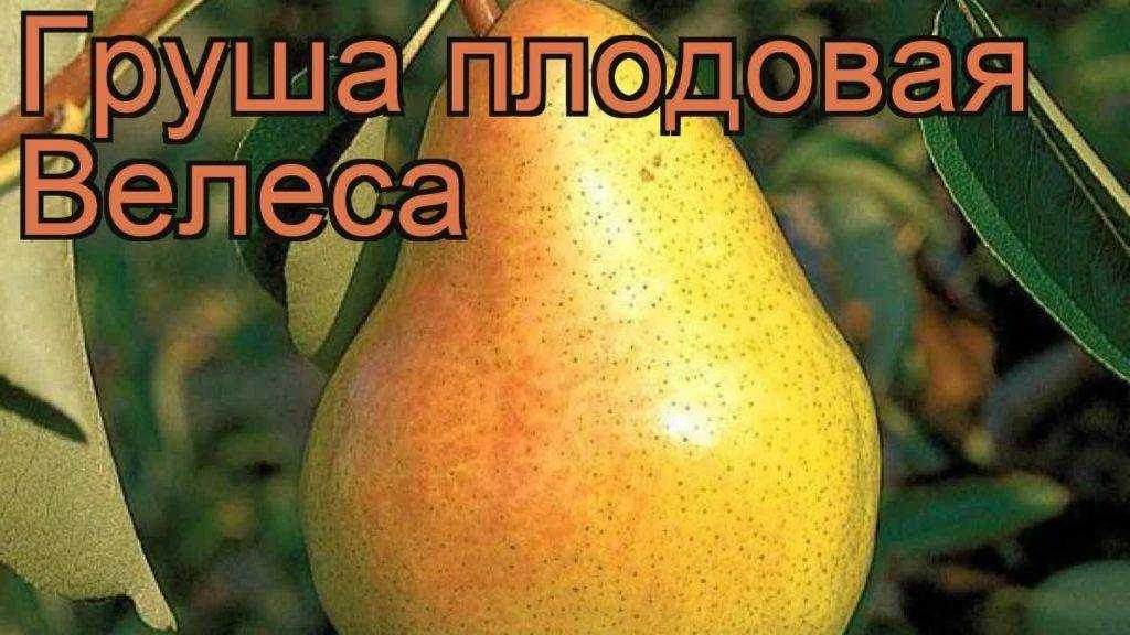 Груша велеса: описание сорта, достоинства и недостатки, характеристика и правила сбора плодов, особенности агротехники, подготовка к зиме, отзывы и советы