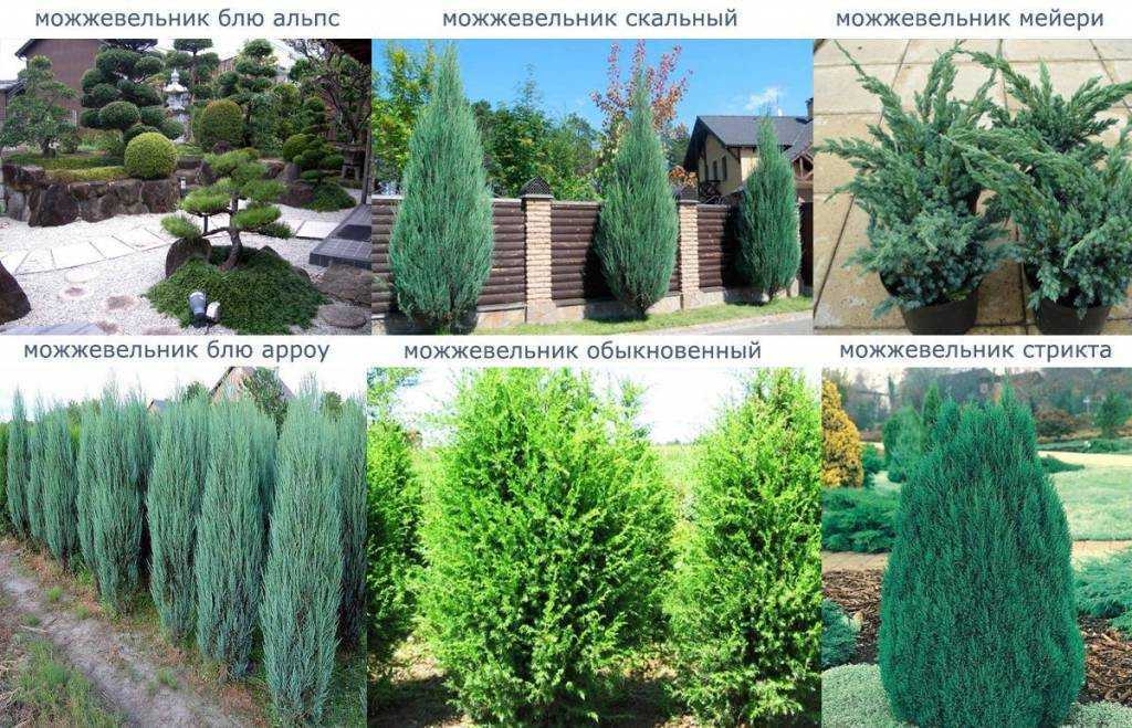 Можжевельник скальный блю эрроу