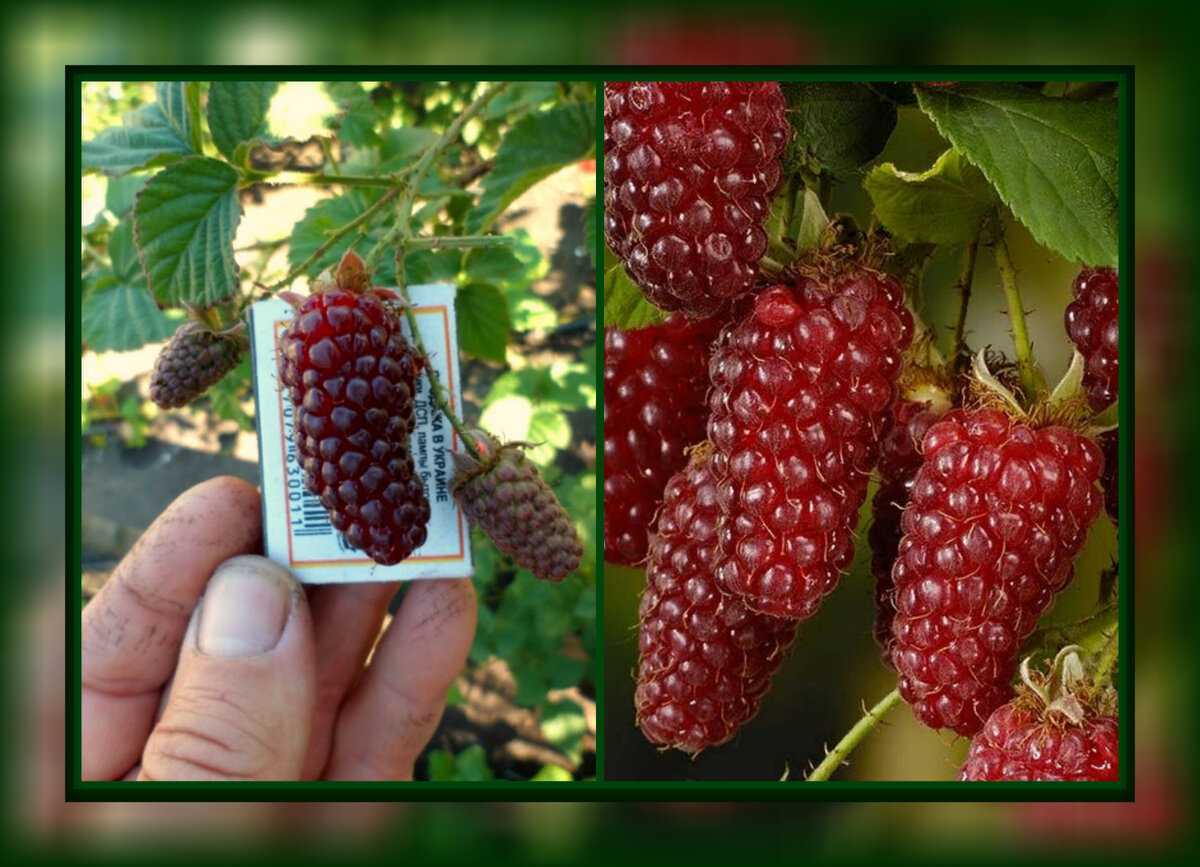 Ежемалина — удачный гибрид малины и ежевики