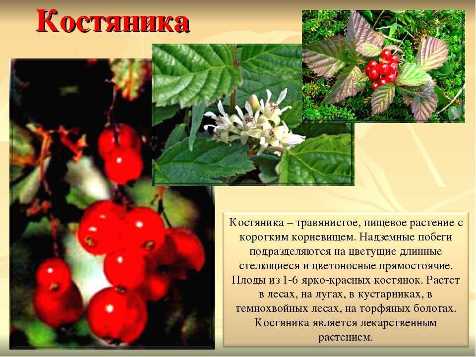 Костяника ягода: где растет, полезные свойства и противопоказания
