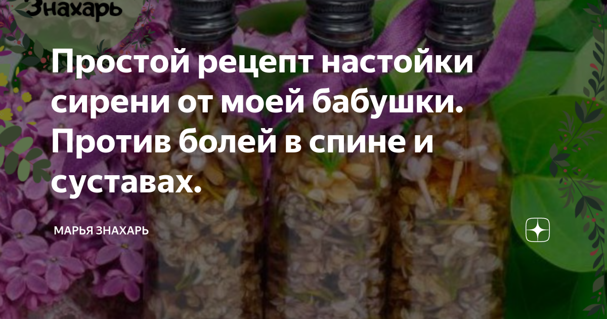 Настойка сирени - заготовка сырья, рецепты, полезные свойства