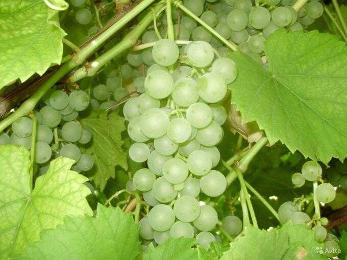 Морозостойкий и лечебный сорт винограда «краса севера»