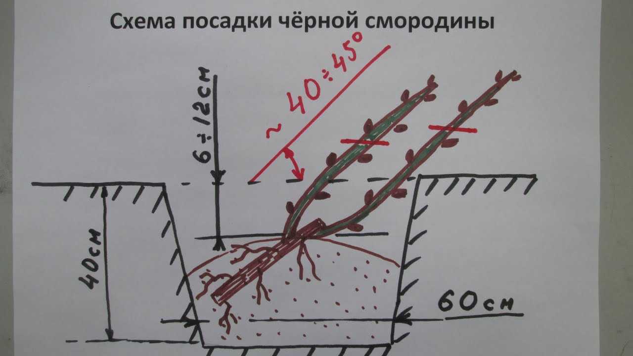 Как размножить смородину отводками и черенками, черную, красную, осенью, весной
