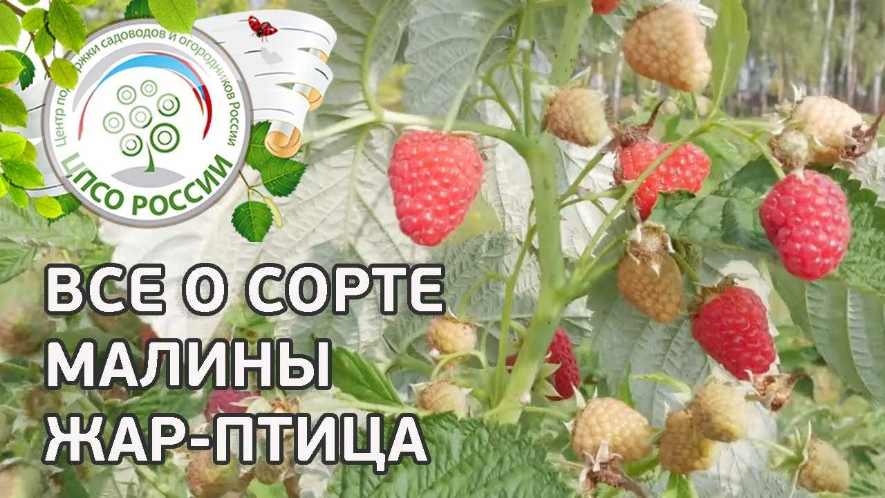 Жар-птица - яркая, сочная и сладкая малина с минимальными требованиями