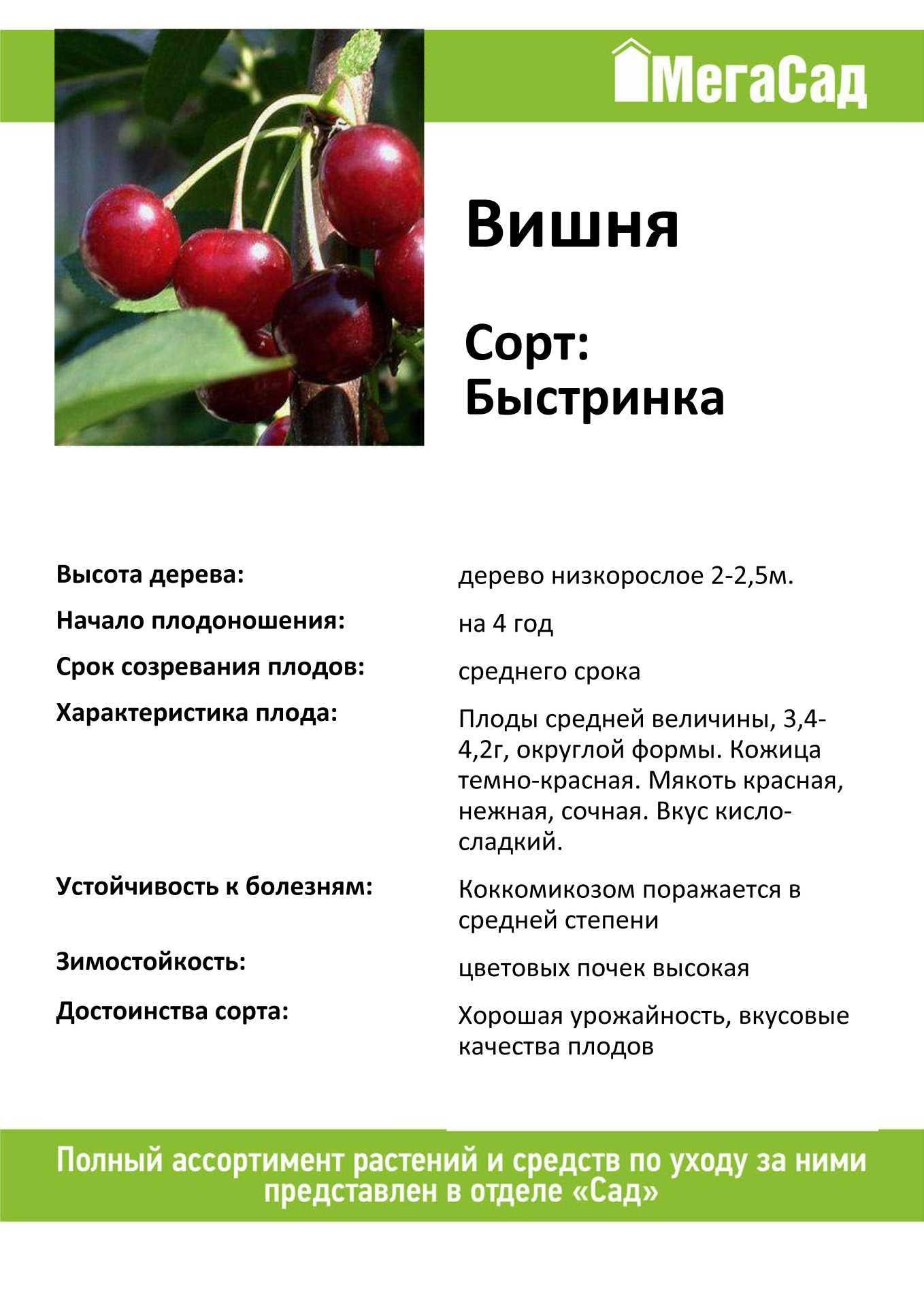 Черная вишня: описание и характеристики, посадка и уход, 10 лучших разновидностей